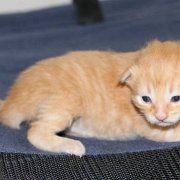 Willow, 2 semaines