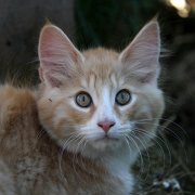 Wottan, 3 months 