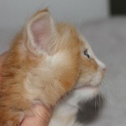Virgil, 5 weeks 