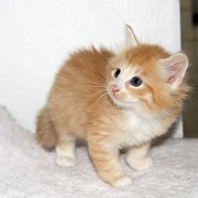 Virgil, 5 weeks 