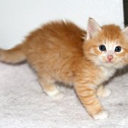 Virgil, 5 weeks 
