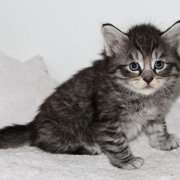 Venus, 5 weeks 