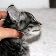 Venus, 5 weeks 