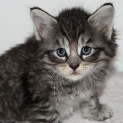 Venus, 5 weeks 