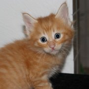 Willow, 5 weeks 
