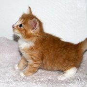 Wottan, 5 weeks 