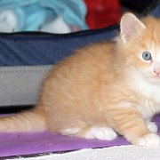 Wottan, 5 weeks 