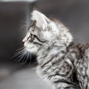 Venus, 9 weeks 