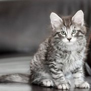 Venus, 9 weeks 