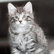 Venus, 9 weeks 