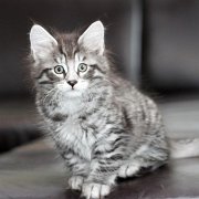 Venus, 9 weeks 