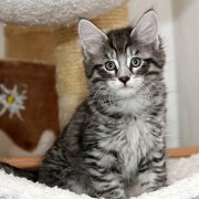 Venus, 9 weeks 