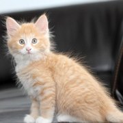Virgil, 9 weeks 