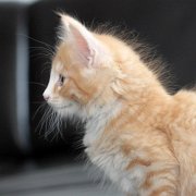 Virgil, 9 weeks 