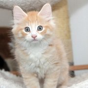 Virgil, 9 weeks 