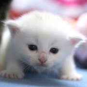 Vanora, 3 weeks