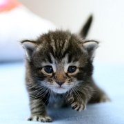 Volterino, 3 weeks