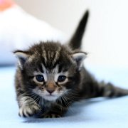 Volterino, 3 weeks
