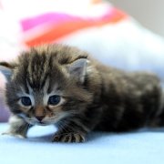 Wardee, 3 weeks