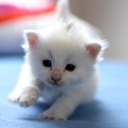 Whitley, 3 weeks