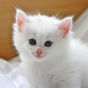 Vanora, 5 weeks