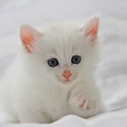 Vanora, 5 weeks