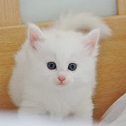 Vanora, 5 weeks