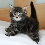 Volterino, 5 weeks