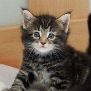 Volterino, 5 weeks