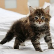 Wardee, 5 weeks