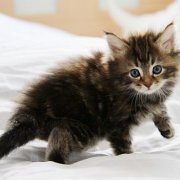Wardee, 5 weeks