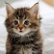 Wardee, 5 weeks