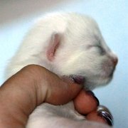 Vianca, 6 days