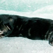 Volterino, 6 days