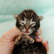 Volterino, 6 days