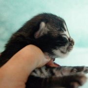 Volterino, 6 days