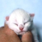 Whitley, 6 days