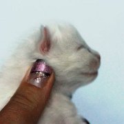 Whitley, 6 days