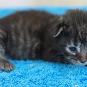 V'Lola, 11 days
