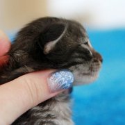 V'Lola, 11 days
