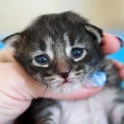 Washo, 11 days