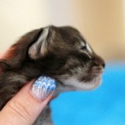 Washo, 11 days