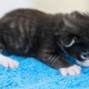 Wintu, 11 days