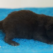 Wallaka, 11 days
