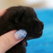 Wallaka, 11 days