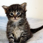 V'Lola, 4 weeks