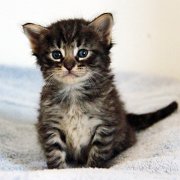 V'Lola, 4 weeks