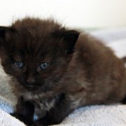 Wallaka, 4 weeks