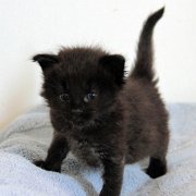 Wallaka, 4 weeks