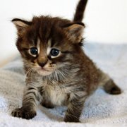 Washo, 4 weeks